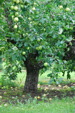 Äppelträd på Österlen.